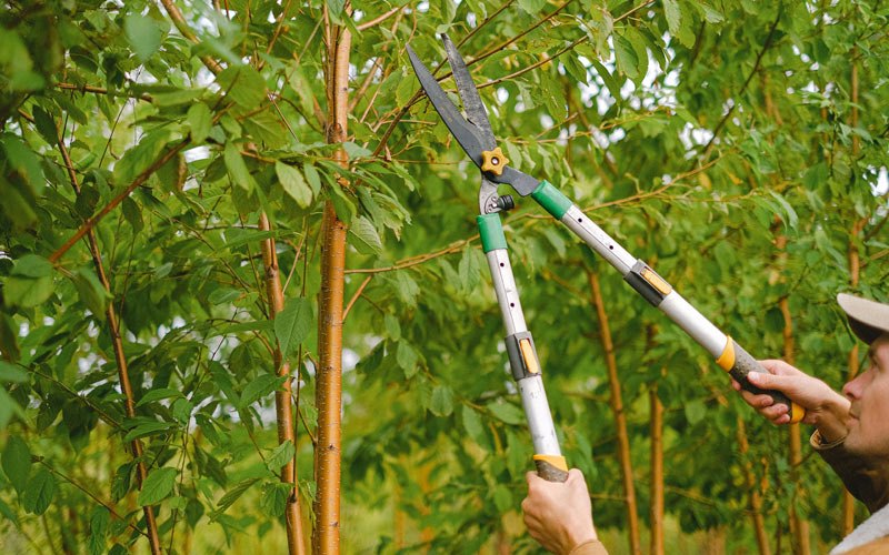 Tree trimming in Hampshire, TN